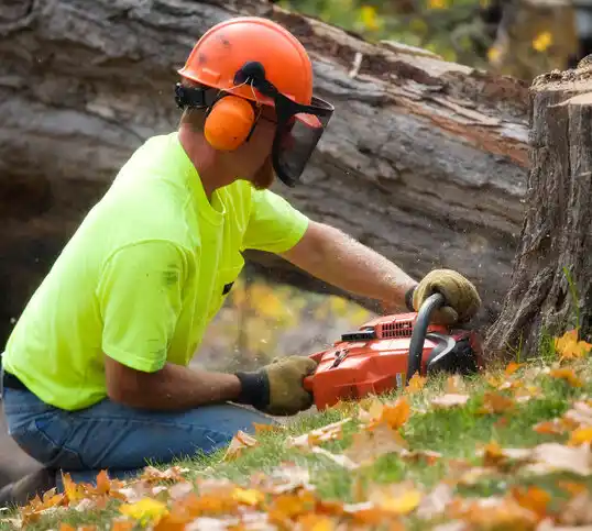 tree services Sorrento